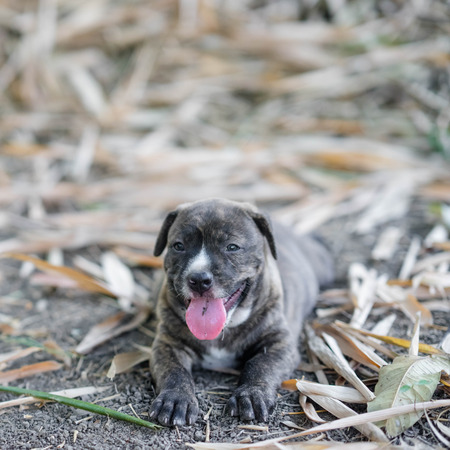 close up puppy pit bull  dogの写真素材