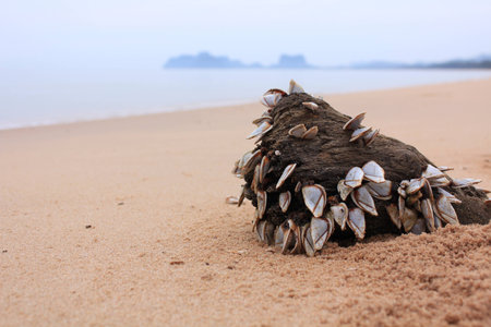 Art of nature の写真素材