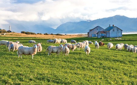 A flock of sheep grazing on the hillの写真素材