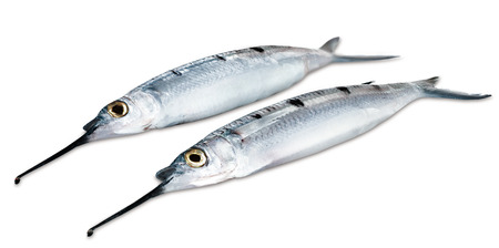 Two needle-fish on a white backgroundの写真素材