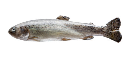 Fresh river trout isolate on a white background