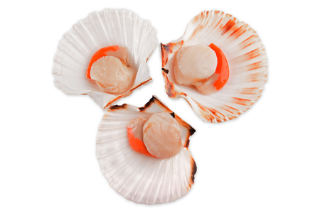 Sea scallop raw in seashell on white backgroundの写真素材