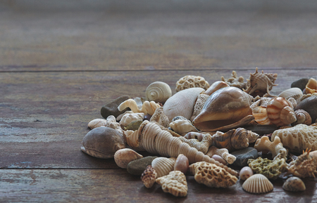 Seashells on a wooden table
の写真素材