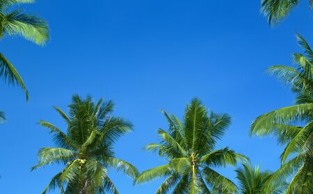 The tops of palm trees on a clear blue skyの写真素材
