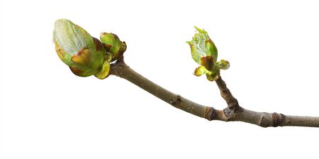 Spring branch with a young leaf isolated on a white backgroundの写真素材