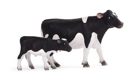 Black cow and calf isolated on white background, various posesの写真素材