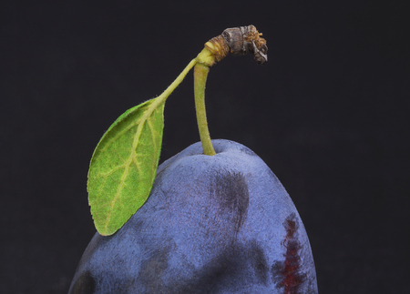 Ripe plum with a green leaf isolated on a black backgroundの写真素材