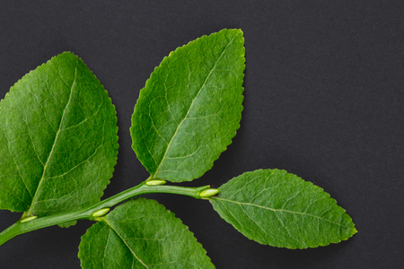 Macro shot of a branch of a bilberry bush leaf on a black backgroundの写真素材
