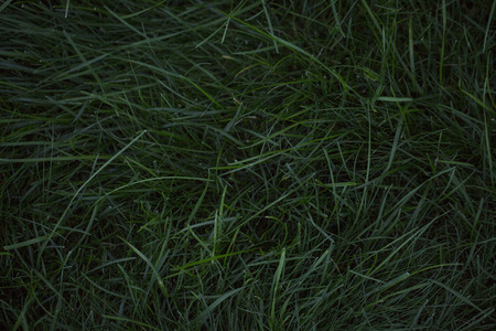 Emerald green dark rich long lawn, top viewの写真素材