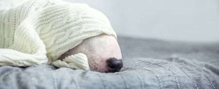 A cute tender white English bull terrier is sleeping on a bed under a white knitted blanket. Winter Is Comingの写真素材