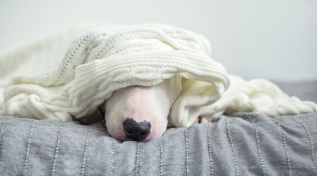 A cute tender white English bull terrier is sleeping on a bed under a white knitted blanket. Winter Is Comingの写真素材