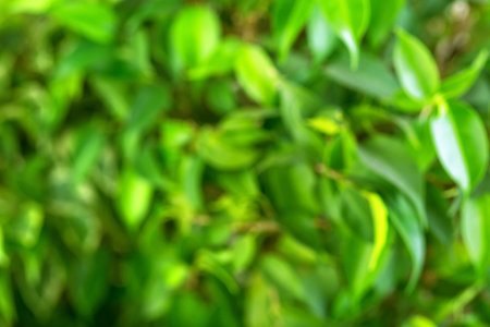 Blurred background of young leaves of a tea tree on a sunny dayの写真素材