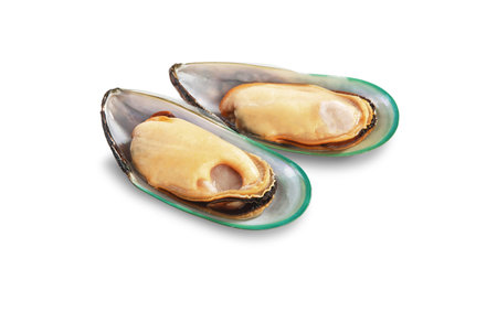 Two raw New Zealand mussels on shell isolated on white background
