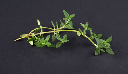 One sprig of fresh green thyme isolated on a black background, macro shotの写真素材