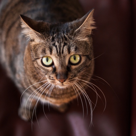 Portrait of a cat with green eyesの写真素材