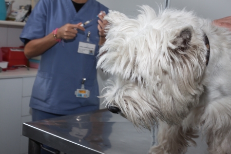 West highland white terrier dog with veterinarianの写真素材