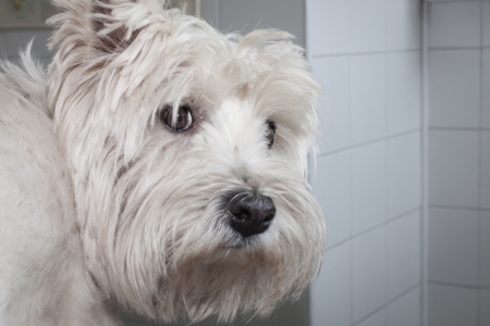 Portrait of a west highland white terrier dogの写真素材