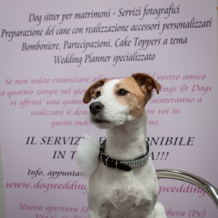 MILAN, ITALY - JUNE 8: People and dogs visit Quattrozampe in fiera exhibition, important event dedicated to dogs and their owners in Milan on JUNE 8, 2013.のeditorial素材