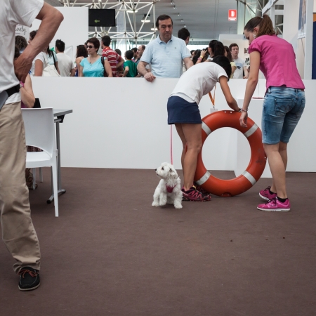 MILAN, ITALY - JUNE 8: People and dogs visit Quattrozampe in fiera exhibition, important event dedicated to dogs and their owners in Milan on JUNE 8, 2013.のeditorial素材