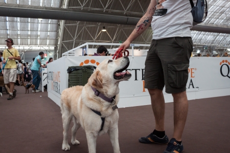 MILAN, ITALY - JUNE 8: People and dogs visit Quattrozampe in fiera exhibition, important event dedicated to dogs and their owners in Milan on JUNE 8, 2013.のeditorial素材