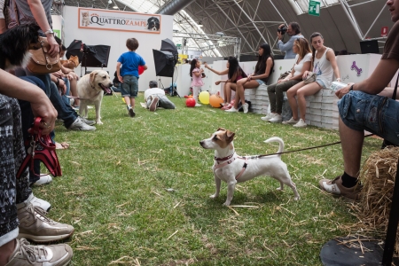 MILAN, ITALY - JUNE 8: People and dogs visit Quattrozampe in fiera exhibition, important event dedicated to dogs and their owners in Milan on JUNE 8, 2013.のeditorial素材