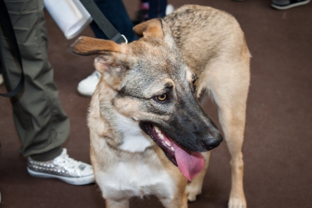 MILAN, ITALY - JUNE 8: People and dogs visit Quattrozampe in fiera exhibition, important event dedicated to dogs and their owners in Milan on JUNE 8, 2013.のeditorial素材