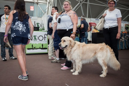 MILAN, ITALY - JUNE 8: People and dogs visit Quattrozampe in fiera exhibition, important event dedicated to dogs and their owners in Milan on JUNE 8, 2013.のeditorial素材