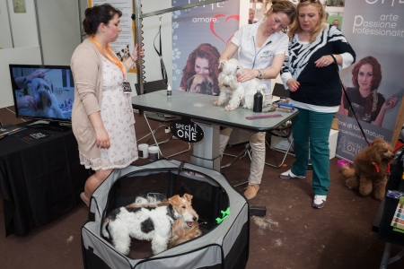 MILAN, ITALY - JUNE 8: People and dogs visit Quattrozampe in fiera exhibition, important event dedicated to dogs and their owners in Milan on JUNE 8, 2013.のeditorial素材