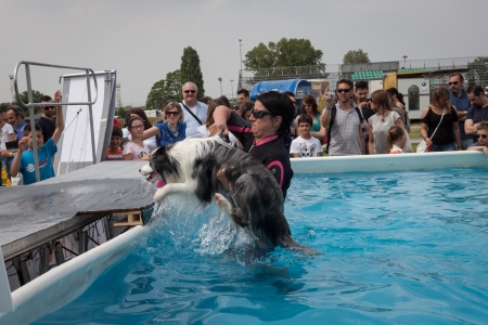 MILAN, ITALY - JUNE 8: People and dogs visit Quattrozampe in fiera exhibition, important event dedicated to dogs and their owners in Milan on JUNE 8, 2013.のeditorial素材