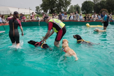 MILAN, ITALY - JUNE 8: People and dogs visit Quattrozampe in fiera exhibition, important event dedicated to dogs and their owners in Milan on JUNE 8, 2013.のeditorial素材