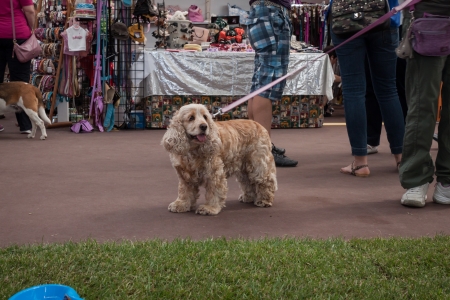 MILAN, ITALY - JUNE 8: People and dogs visit Quattrozampe in fiera exhibition, important event dedicated to dogs and their owners in Milan on JUNE 8, 2013.のeditorial素材