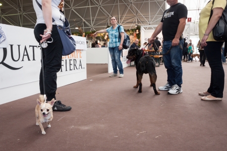 MILAN, ITALY - JUNE 8: People and dogs visit Quattrozampe in fiera exhibition, important event dedicated to dogs and their owners in Milan on JUNE 8, 2013.のeditorial素材