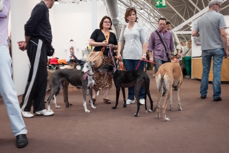 MILAN, ITALY - JUNE 8: People and dogs visit Quattrozampe in fiera exhibition, important event dedicated to dogs and their owners in Milan on JUNE 8, 2013.のeditorial素材