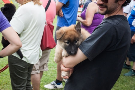 MILAN, ITALY - JUNE 8: People and dogs visit Quattrozampe in fiera exhibition, important event dedicated to dogs and their owners in Milan on JUNE 8, 2013.のeditorial素材