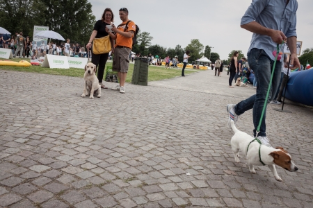 MILAN, ITALY - JUNE 8: People and dogs visit Quattrozampe in fiera exhibition, important event dedicated to dogs and their owners in Milan on JUNE 8, 2013.のeditorial素材