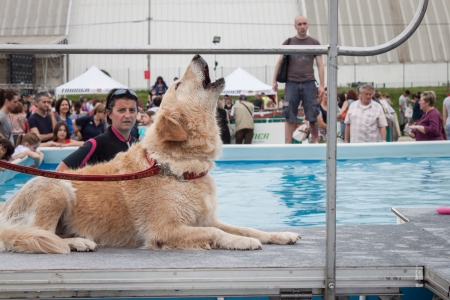 MILAN, ITALY - JUNE 8: People and dogs visit Quattrozampe in fiera exhibition, important event dedicated to dogs and their owners in Milan on JUNE 8, 2013.のeditorial素材