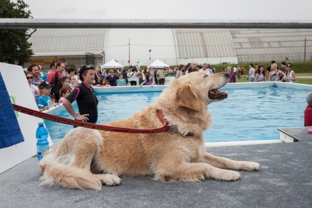 MILAN, ITALY - JUNE 8: People and dogs visit Quattrozampe in fiera exhibition, important event dedicated to dogs and their owners in Milan on JUNE 8, 2013.のeditorial素材