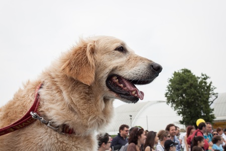 MILAN, ITALY - JUNE 8: People and dogs visit Quattrozampe in fiera exhibition, important event dedicated to dogs and their owners in Milan on JUNE 8, 2013.のeditorial素材