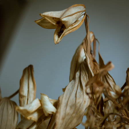 Detail of dried flowers against grey 