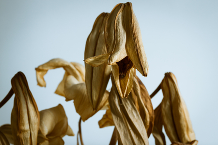 Detail of dried flowers against white の写真素材