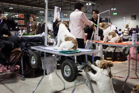 MILAN, ITALY - JANUARY 11: People and dogs take part in the international dogs exhibition of Milan, the most important dog show in Italy, on JANUARY 11, 2014 in Milan.のeditorial素材