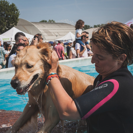 MILAN, ITALY - JUNE 7  Dog enjoys the swimming pool at Quattrozampeinfiera, event and activities dedicated to dogs, cats and their owner on JUNE 7, 2014 in Milan のeditorial素材