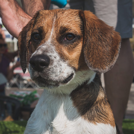 MILAN, ITALY - JUNE 7  Cute smal dog at Quattrozampeinfiera, event and activities dedicated to dogs, cats and their owner on JUNE 7, 2014 in Milan のeditorial素材