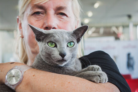 MILAN, ITALY - JUNE 7  Beautiful cat at Quattrozampeinfiera, event and activities dedicated to dogs, cats and their owner on JUNE 7, 2014 in Milan のeditorial素材