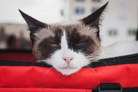 MILAN, ITALY - JUNE 7  Beautiful cat sleeping at Quattrozampeinfiera, event and activities dedicated to dogs, cats and their owner on JUNE 7, 2014 in Milan のeditorial素材