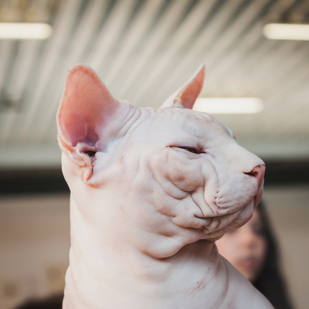 MILAN, ITALY - JUNE 7  Beautiful cat at Quattrozampeinfiera, event and activities dedicated to dogs, cats and their owner on JUNE 7, 2014 in Milan のeditorial素材