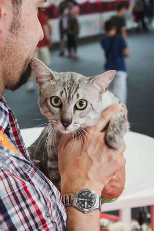 MILAN, ITALY - JUNE 7  Beautiful cat with its owner at Quattrozampeinfiera, event and activities dedicated to dogs, cats and their owner on JUNE 7, 2014 in Milan のeditorial素材
