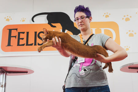 MILAN, ITALY - JUNE 7  Beautiful cat with its owner at Quattrozampeinfiera, event and activities dedicated to dogs, cats and their owner on JUNE 7, 2014 in Milan のeditorial素材