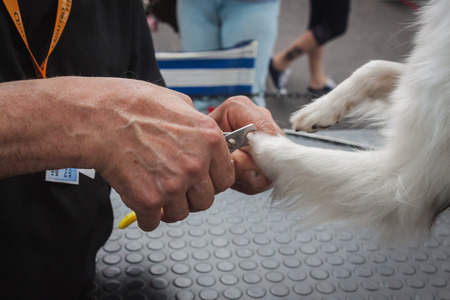 MILAN, ITALY - JUNE 7  Man trims dog nails at Quattrozampeinfiera, event and activities dedicated to dogs, cats and their owner on JUNE 7, 2014 in Milan のeditorial素材