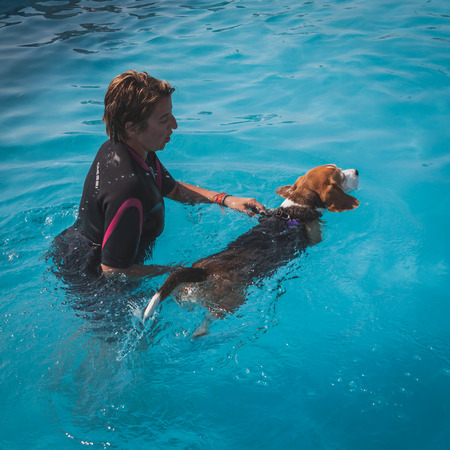 MILAN, ITALY - JUNE 7  Dog enjoys the swimming pool at Quattrozampeinfiera, event and activities dedicated to dogs, cats and their owner on JUNE 7, 2014 in Milan のeditorial素材